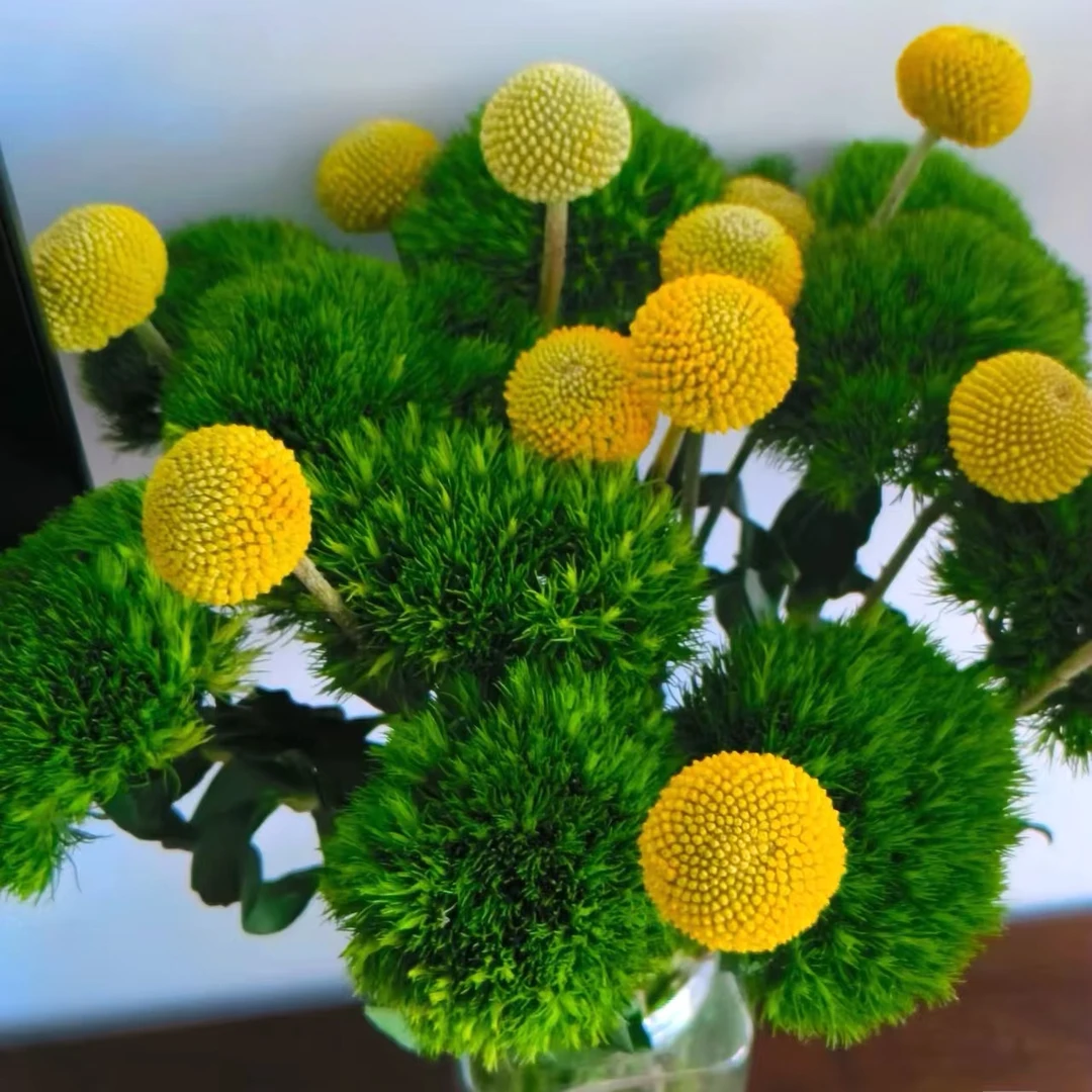 云南新鲜直发绿毛球乒乓菊水养插花超长花期客厅办公室顺丰包邮