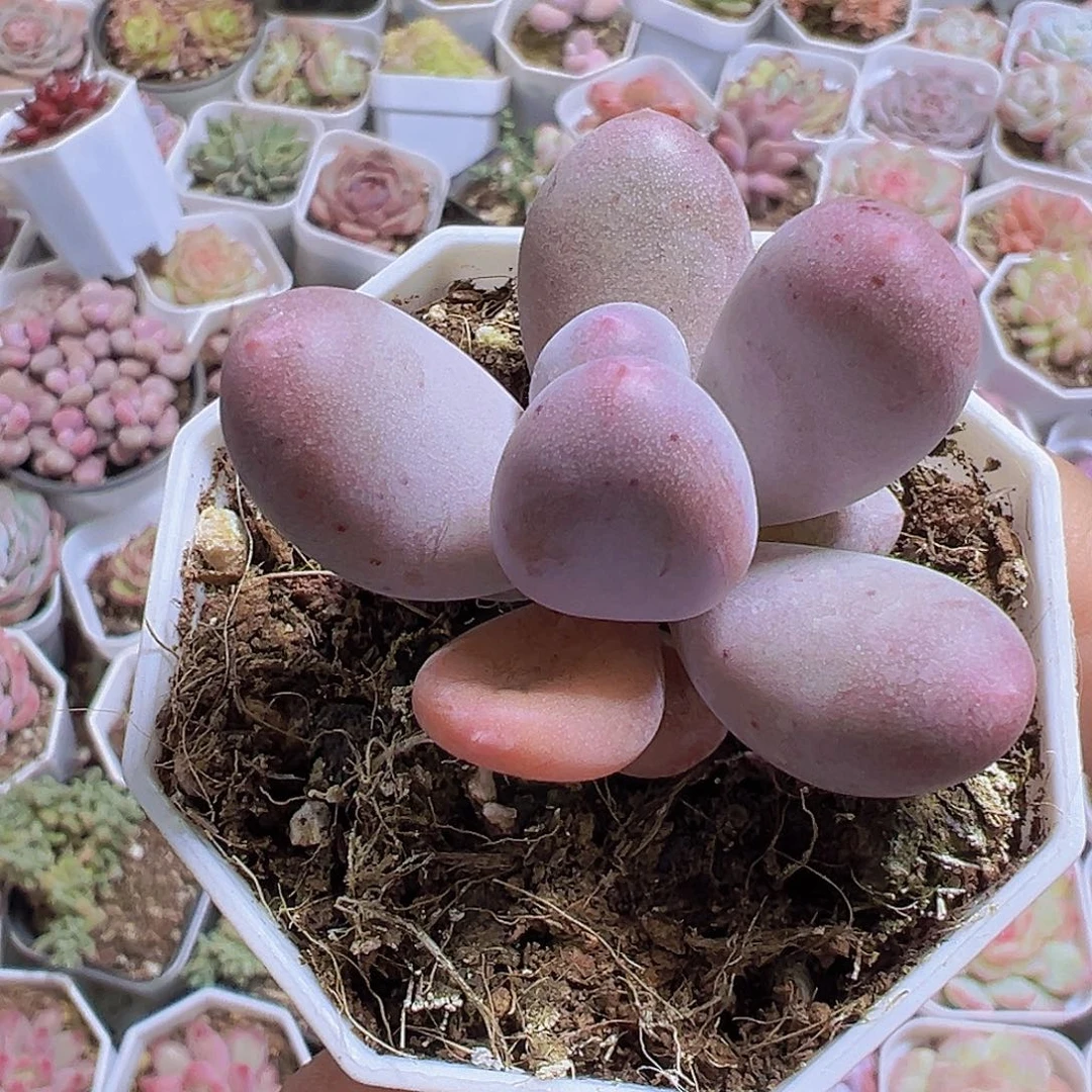 米可奶19包邮多肉植物