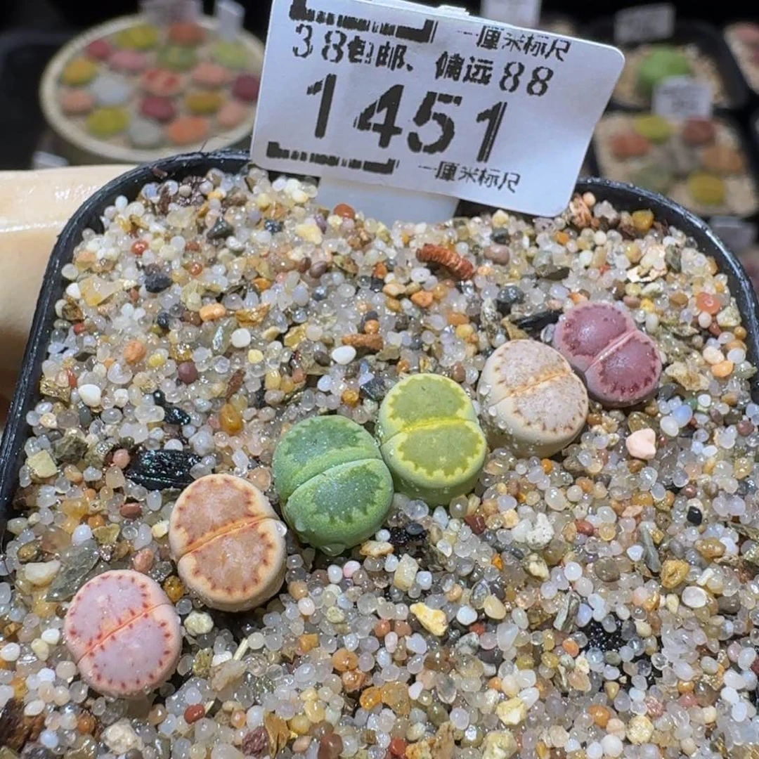 Ssss精品生石花饼1451
