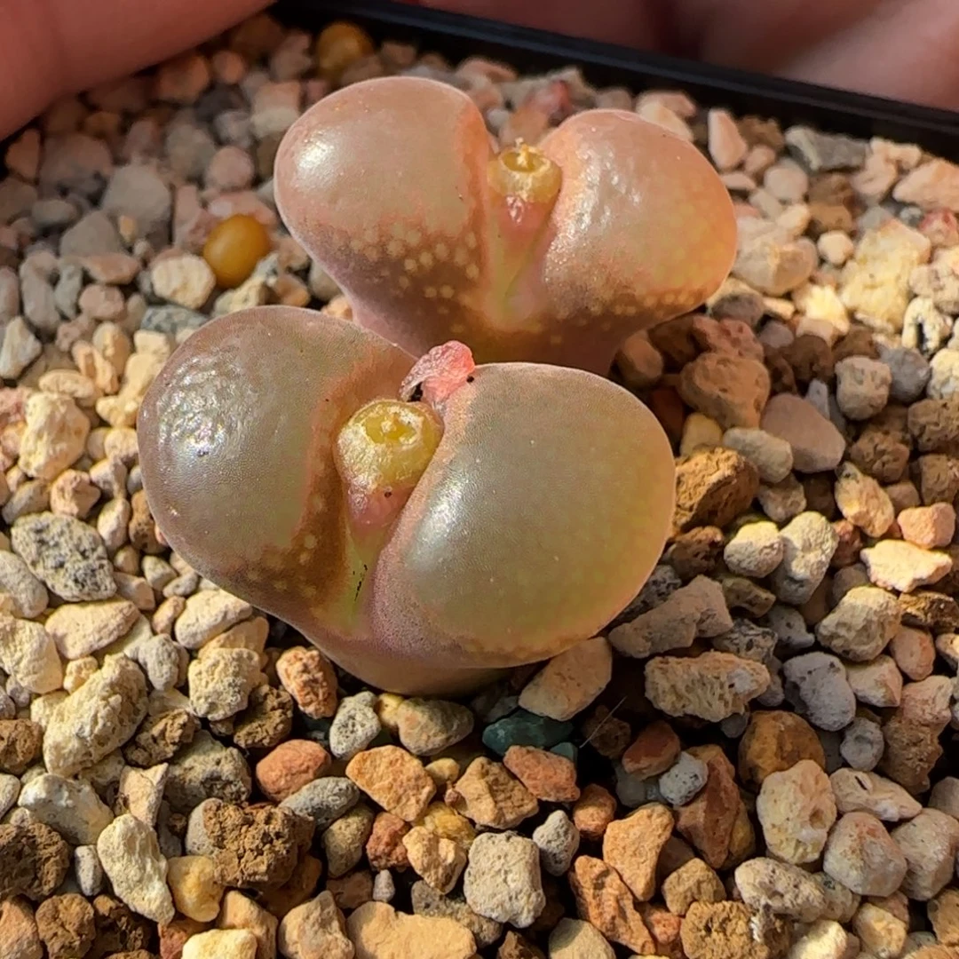 多肉植物大型红风135号