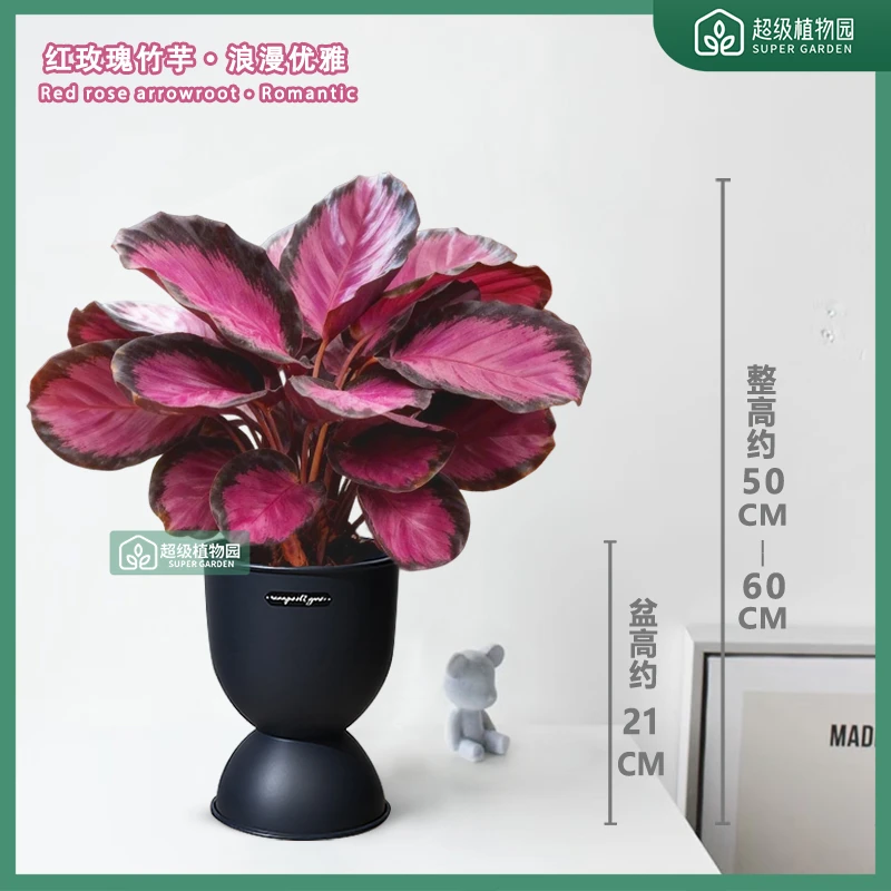 幸运女神红玫瑰红美丽竹芋室内耐阴客厅净化空气植物盆栽