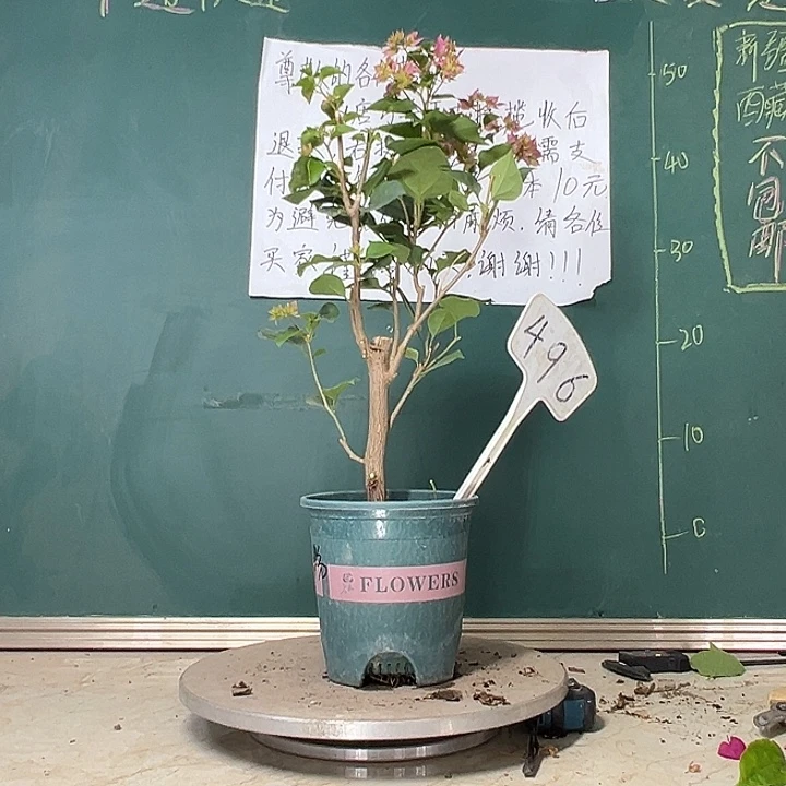 当前无花栽培后可以开花重瓣粉 粗杆 496