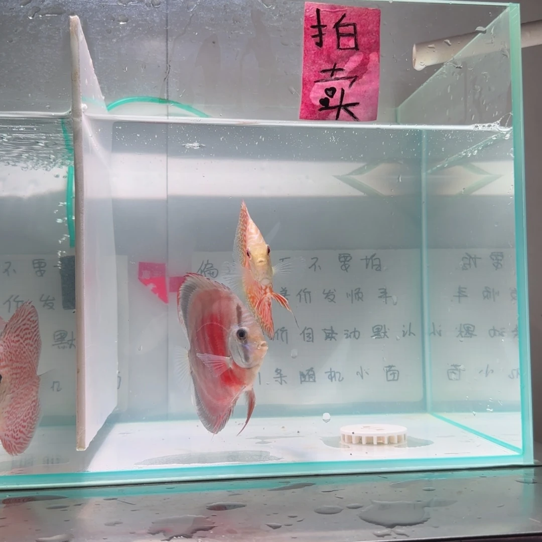 七彩神仙鱼七彩8-11，2条价格