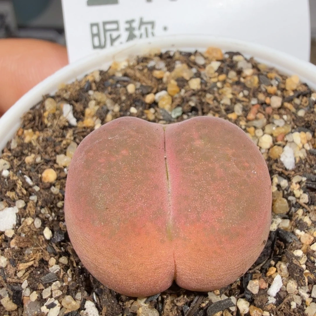 多肉植物。