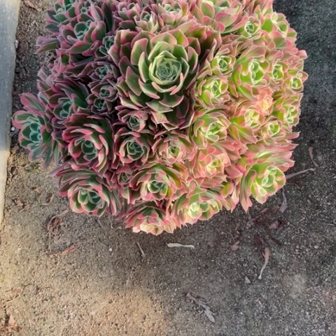 小***.多肉植物雨花石锦，