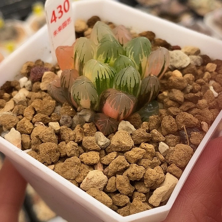 430老川玉露锦一物一拍