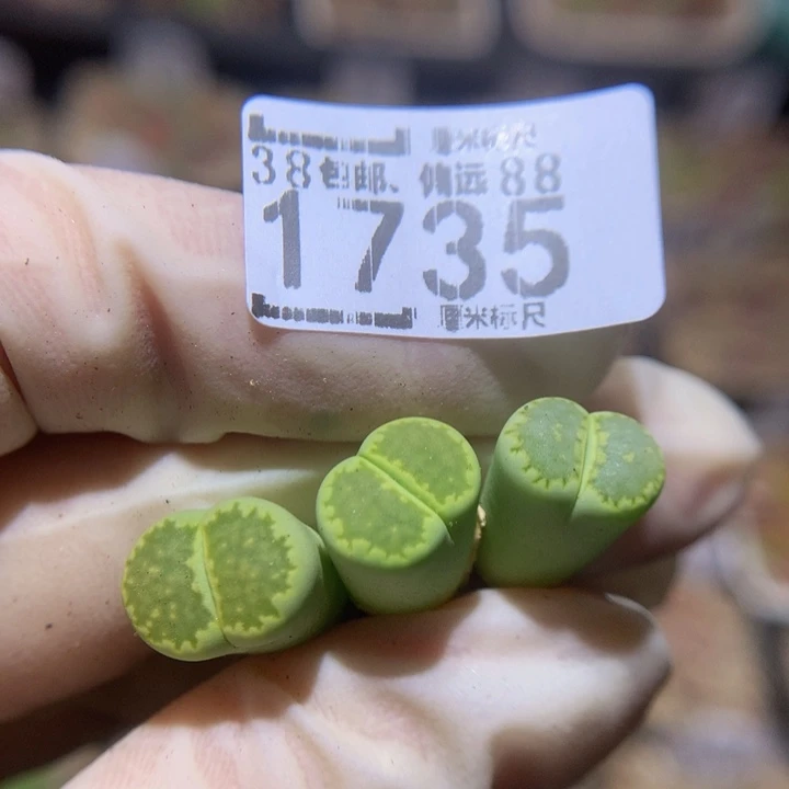 、***?Sss精品生石花1735高特