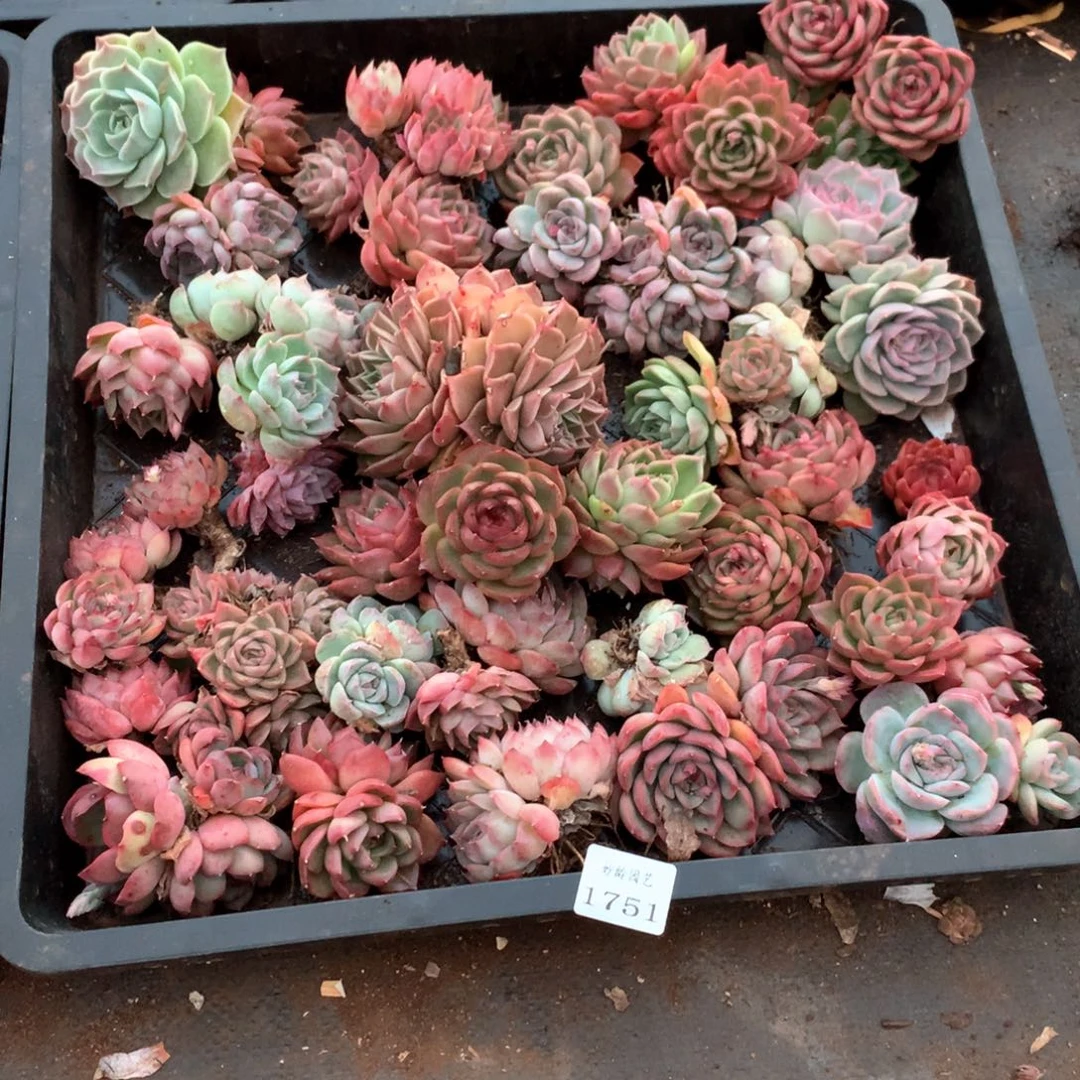 张*然1751瑕疵不售后