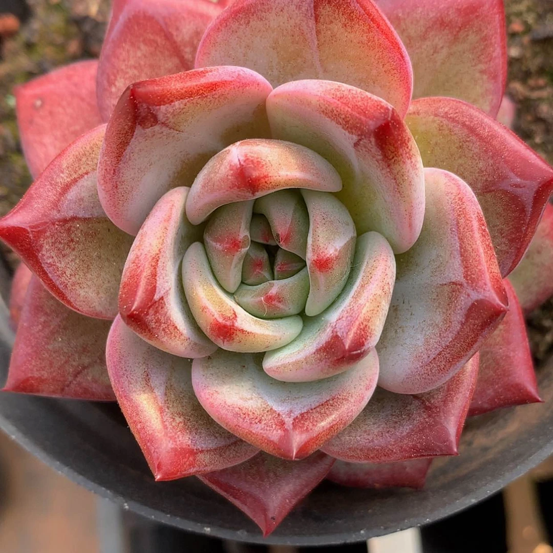 【闪购商品】云1372