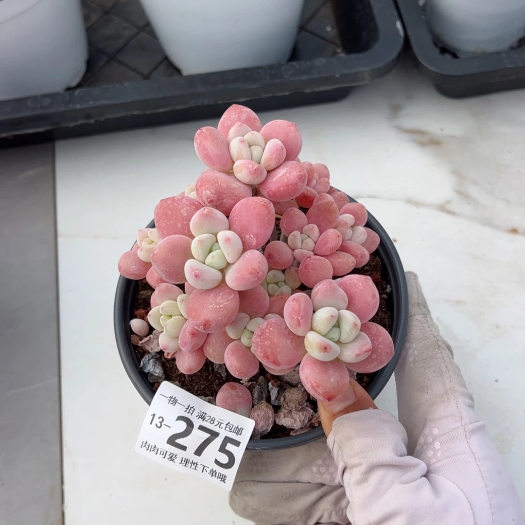 洛神多肉多肉多肉多肉