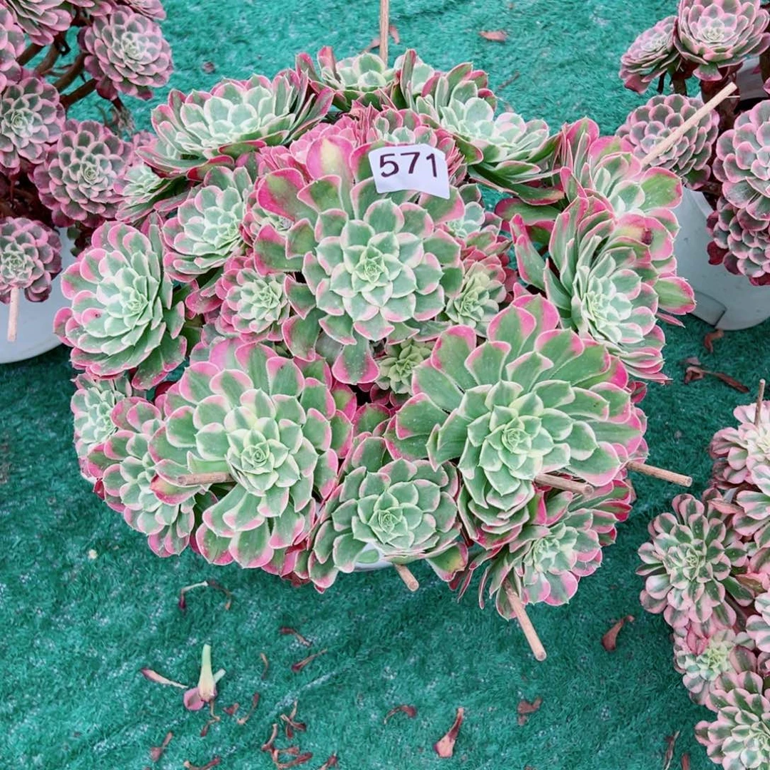 571绿体同花顺法师多肉