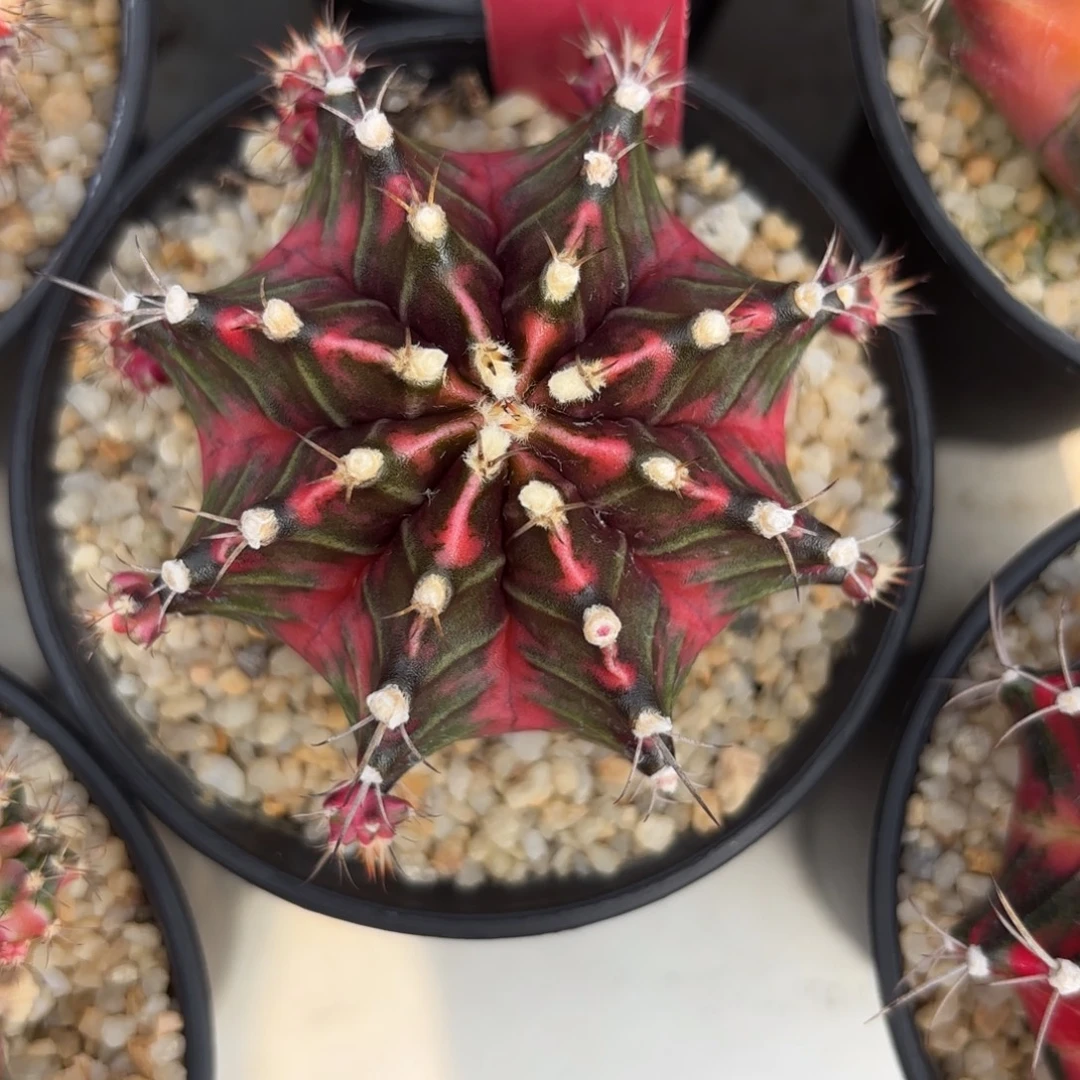 197-1201泰国发货多肉