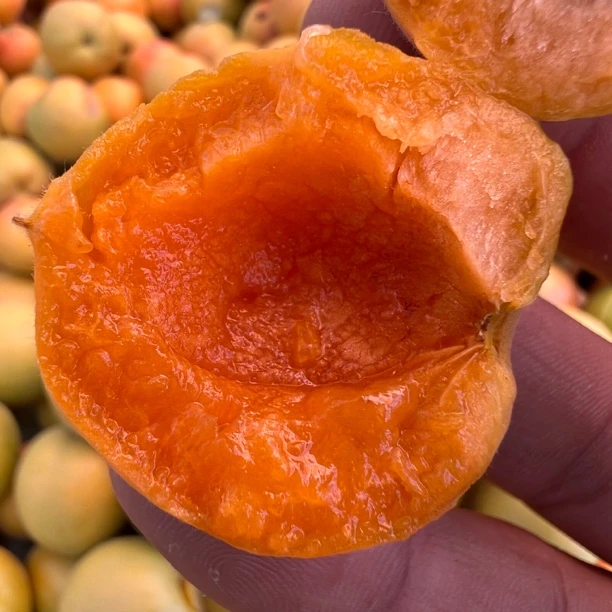 爆甜 吊干杏 杏子新鲜新疆小红杏当季应季水果多汁果香浓郁