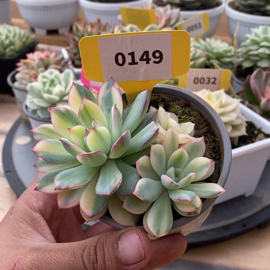 0149雨燕座哈哈哈哈