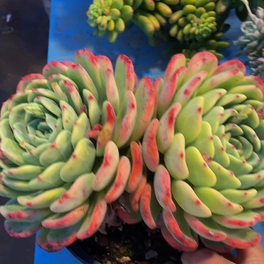 半**烟十里桃花13082多肉