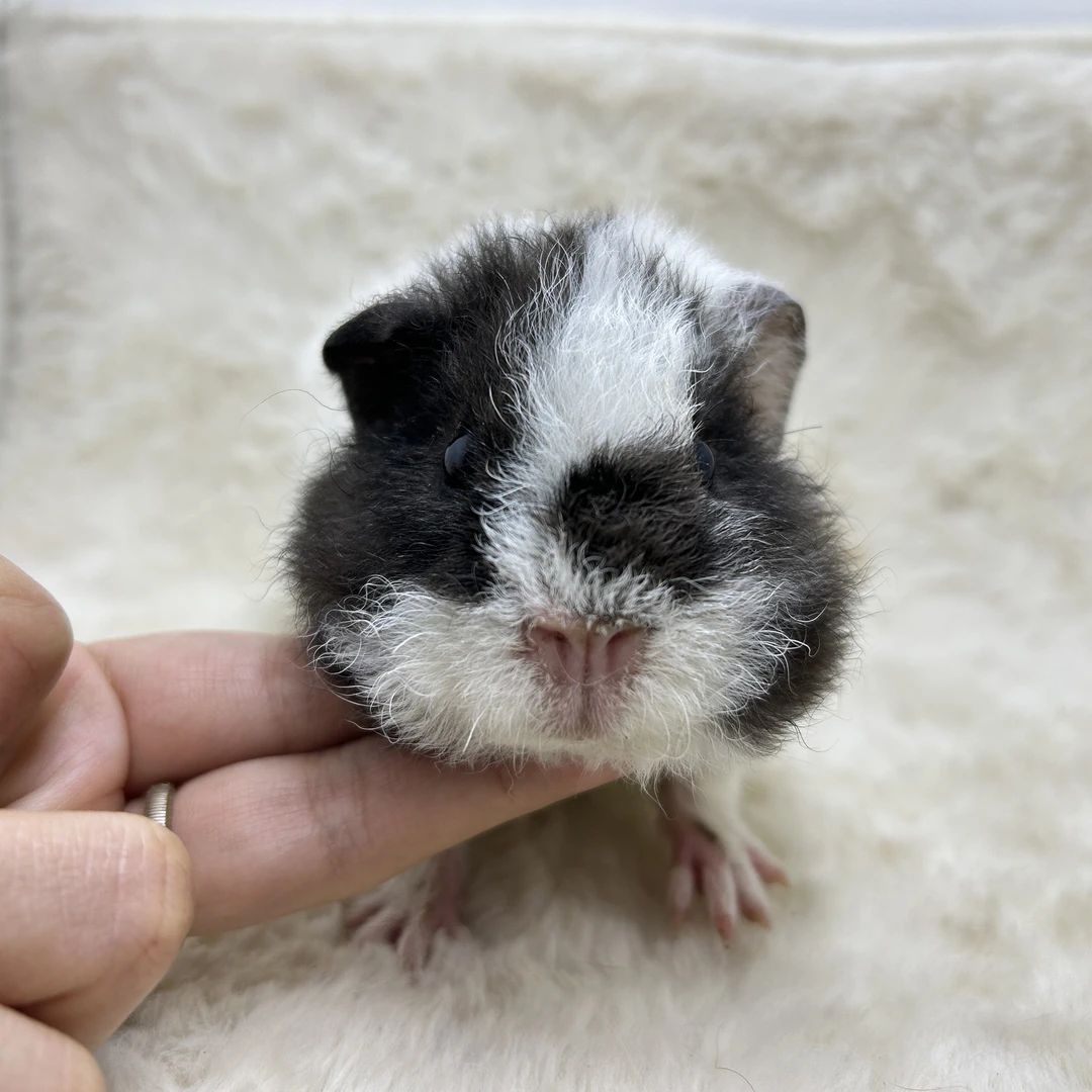 宠物豚鼠熊猫色美泰弟弟