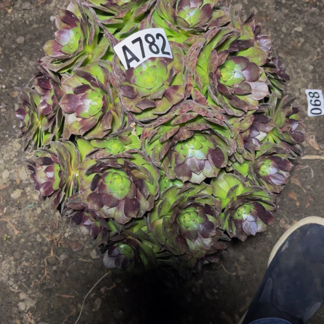 黑魔法师16////—-46包邮