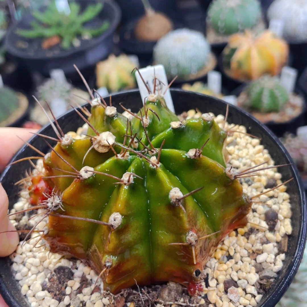 瑕疵盆5公分满25包邮裸根发货