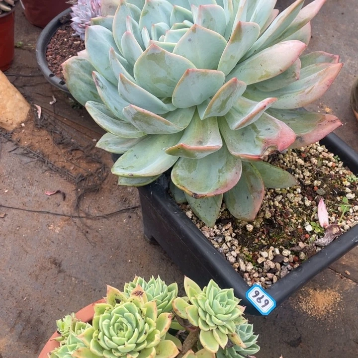 696凤橙一物一拍多肉