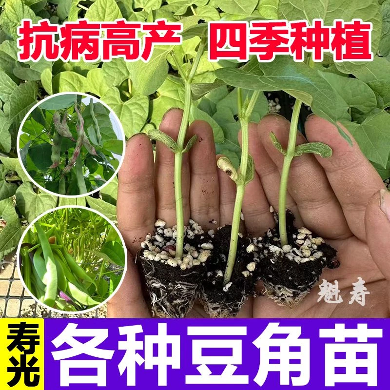 无架四季豆秧苗高产地豆种子豇豆不搭架长豆角苗带土发货扁豆刀豆