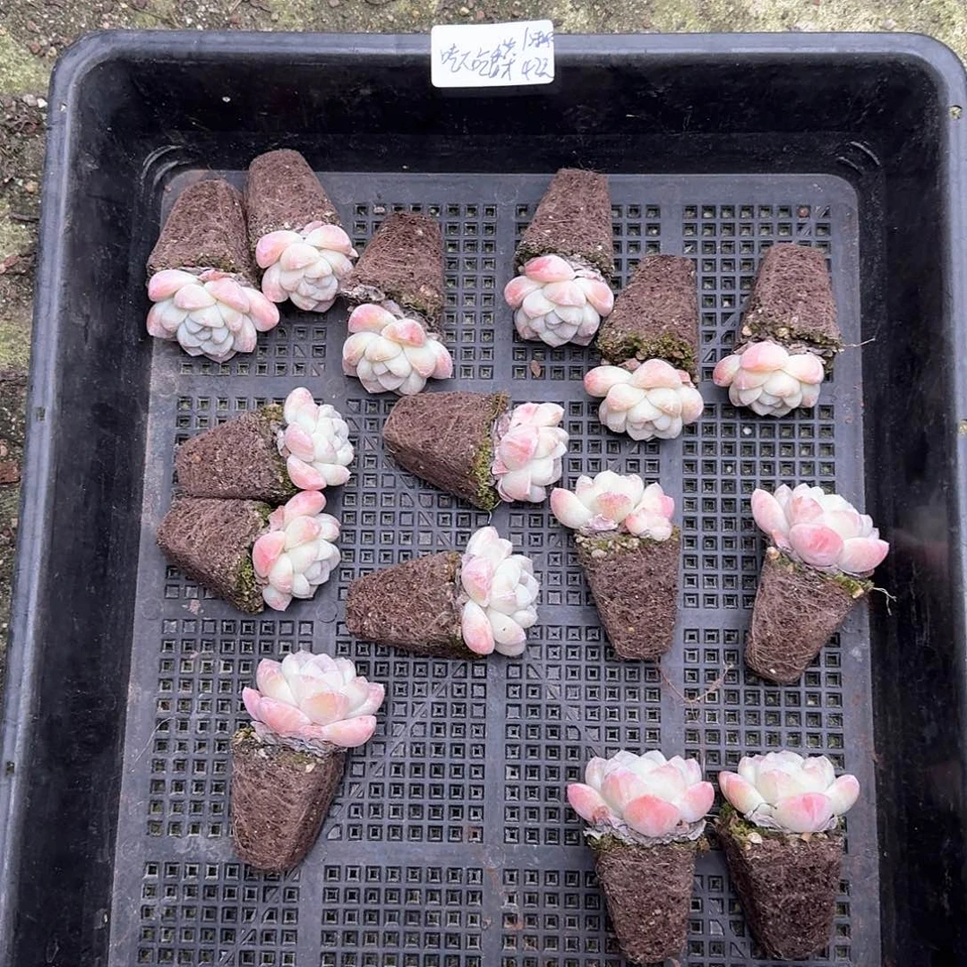 吃****）吃不吃香菜15棵冰玉42元