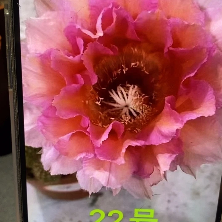 香香22号侧芽2.5公分左右有干皮