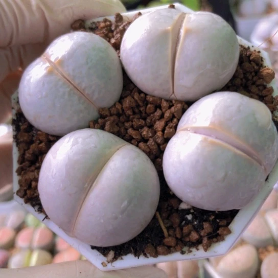 8204，2.7-2.8厘米如图