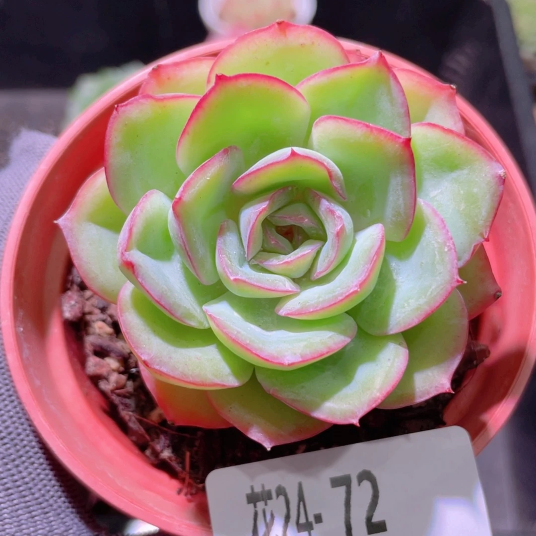 花利美24-72晨露