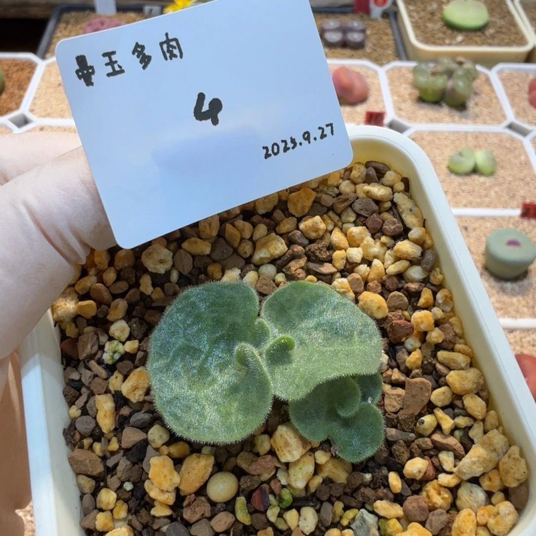 一***生多肉多肉多肉9.27-004