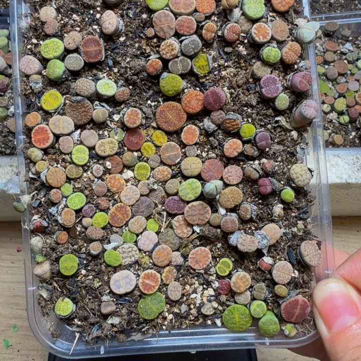 ，***，多肉植物的生长发育91