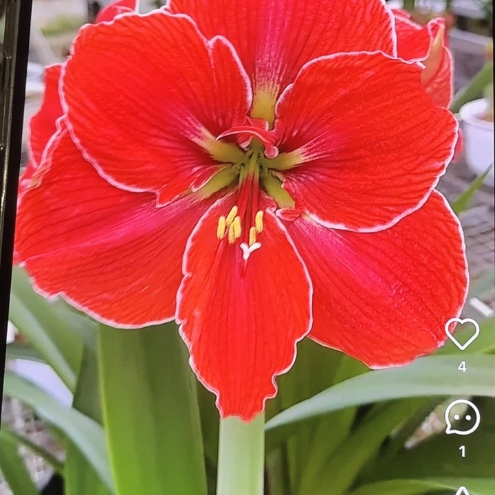 神奇直径7.5+进口球