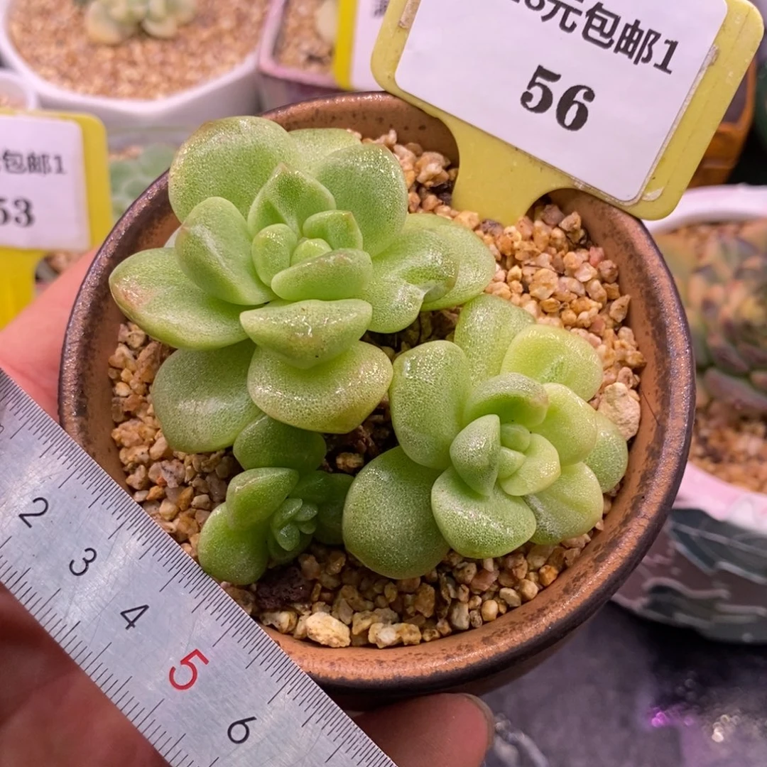 156冰玉石化黄锦趴地三头