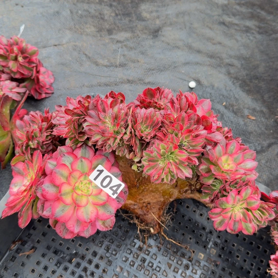 104多肉植物倾城缀