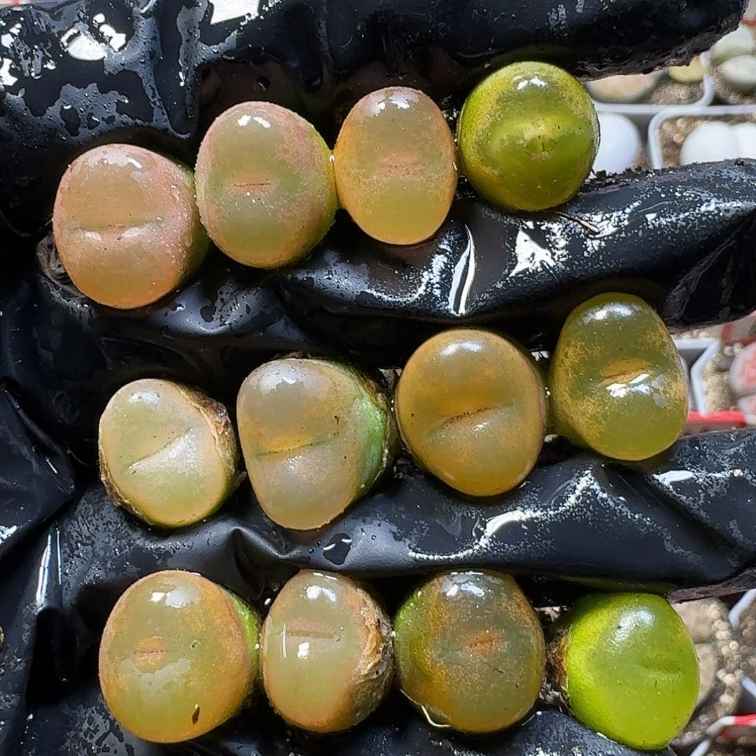 生石花111111。  236