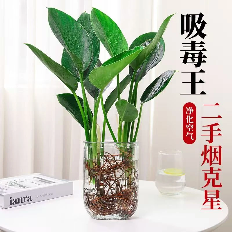 大叶金钻绿植盆栽绿萝箩水培植物办公室内好养客厅吸除甲醛绿公主