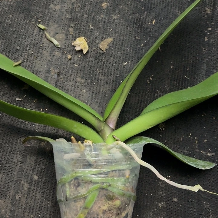 当前无花栽培后可以开花实生3.0带剑
