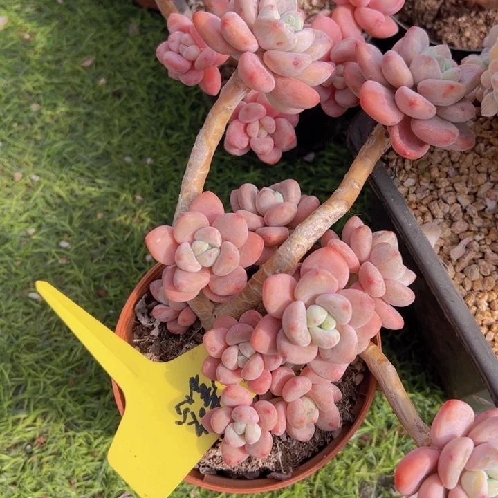 健健康康平平安安