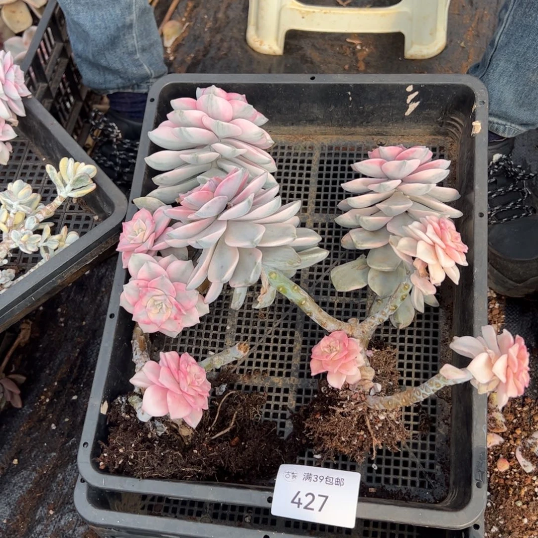 427紫乐锦老桩多肉植物