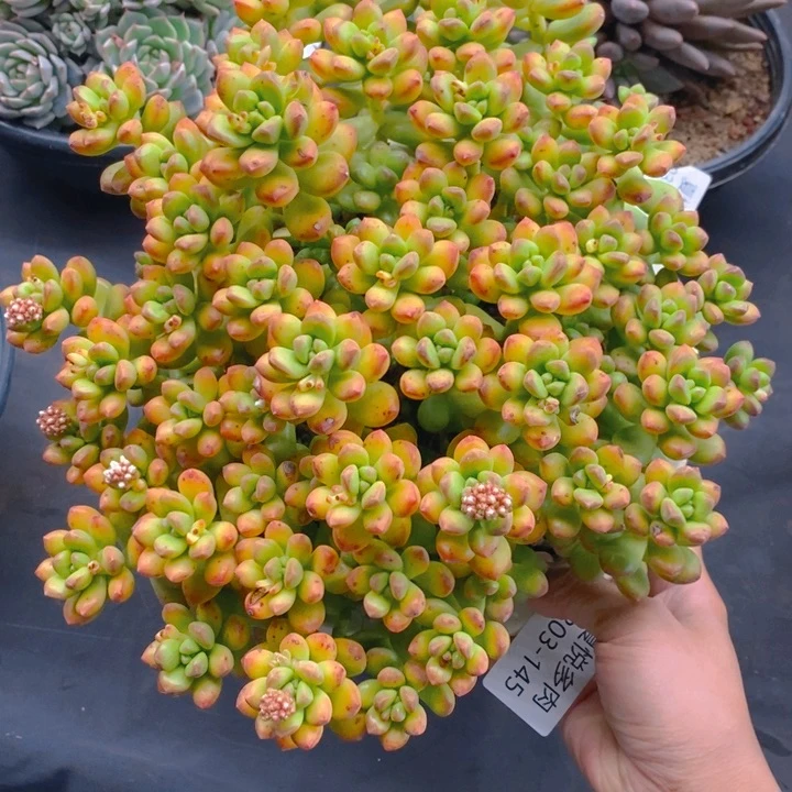 夏悦多肉 0303-145丸叶松绿