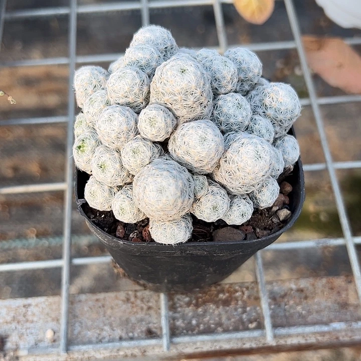 小型姬春星，一物一拍，