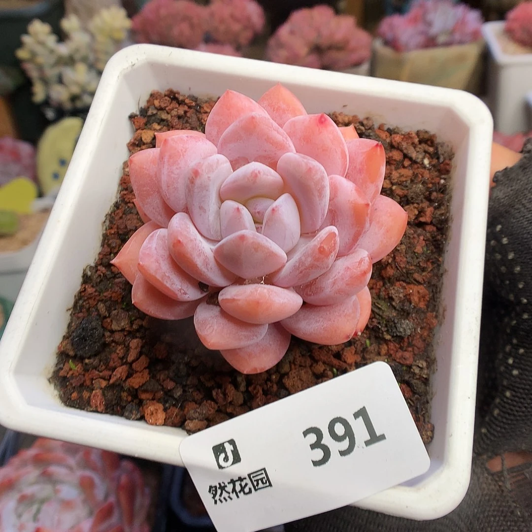 391橘子梦露多肉植物