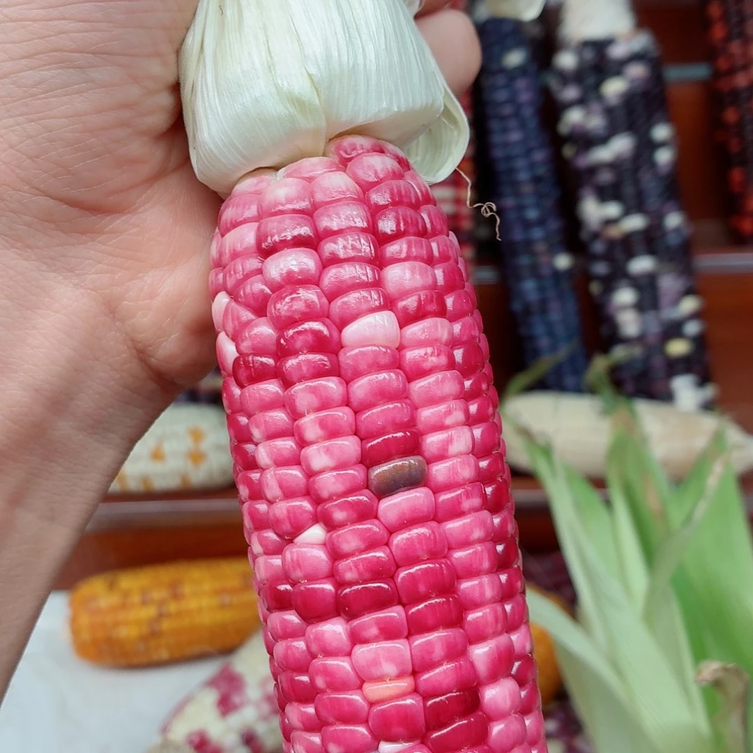 長****吊坠白玉菩提文玩玉米毛料精品
