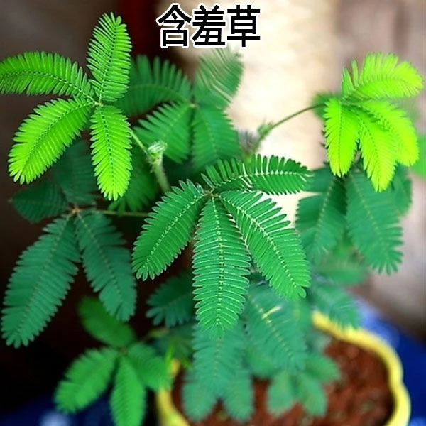 四季含羞草种子种籽小盆栽 植物 室内绿植草籽草种趣味害羞草孑