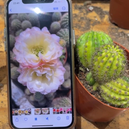 彩草比心群生3头的