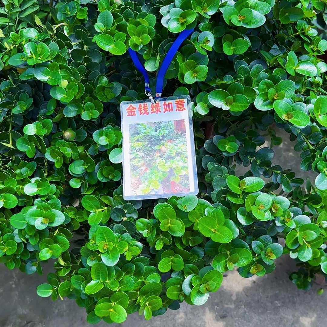 一***一无花朵果树111111111