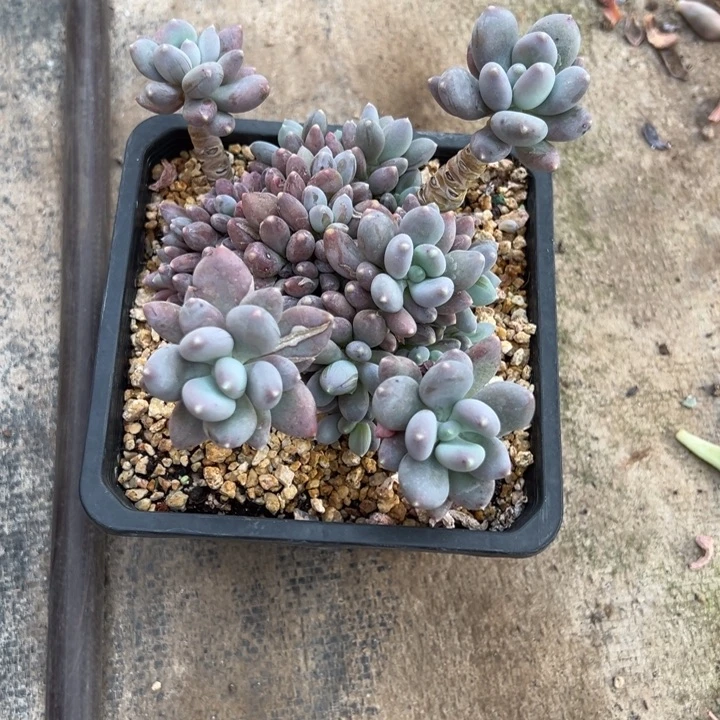 L***a韩的多肉有一拍112