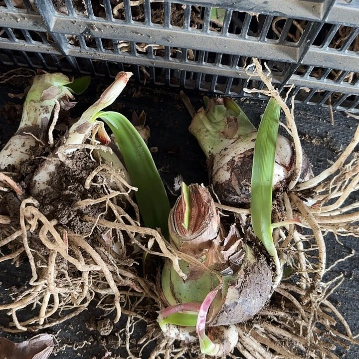 三个杂交七左右开花不售后