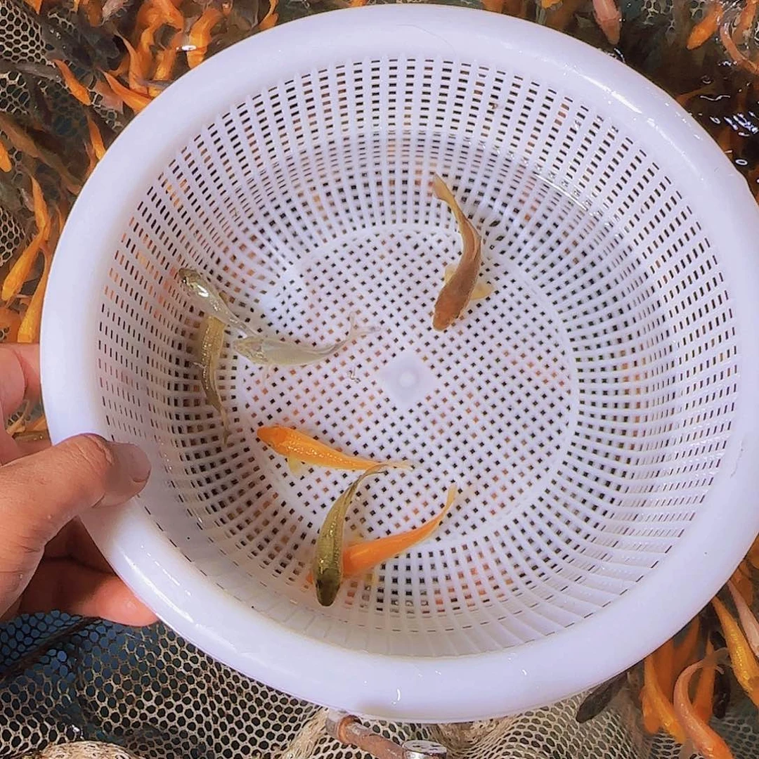 @***J锦鲤锦鲤的故事是