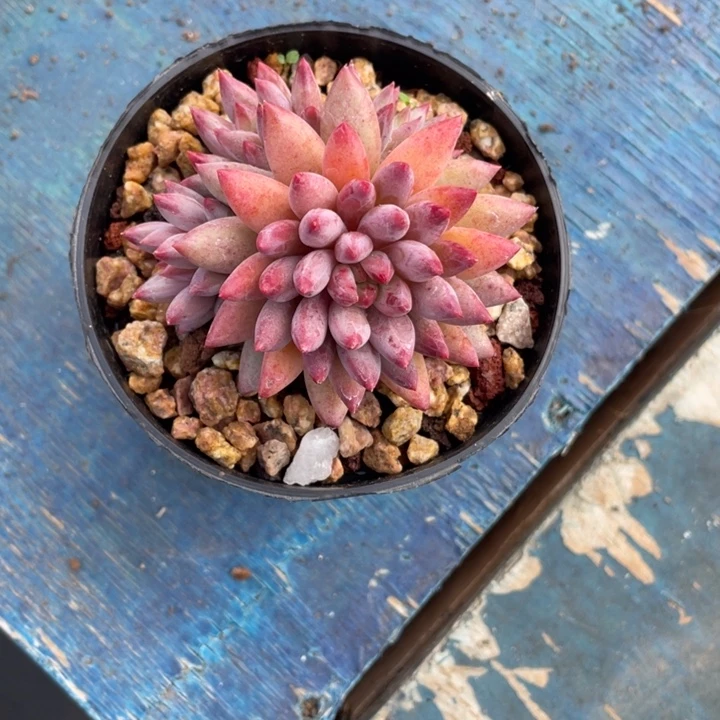 多肉你好芒果金鱼姬