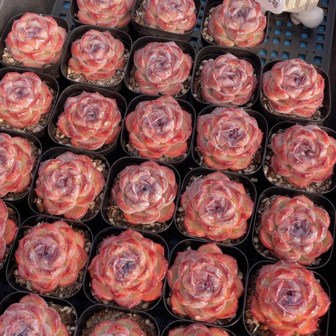 量拍33号丸叶全状态黑橙单头一个